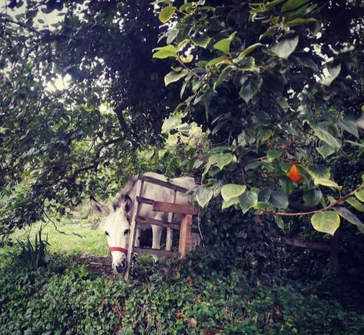 La Casa Di Mo Villa Albisola Superiore Luaran gambar